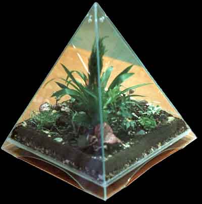 Растения в стеклянной пирамиде